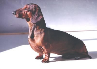 Joy Beckner bronze canine sculptor