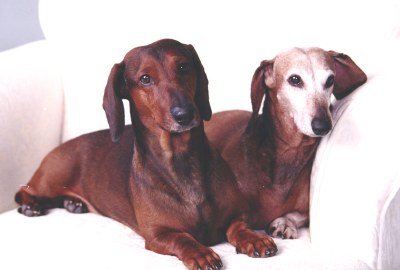 Joy Beckner bronze canine sculptor