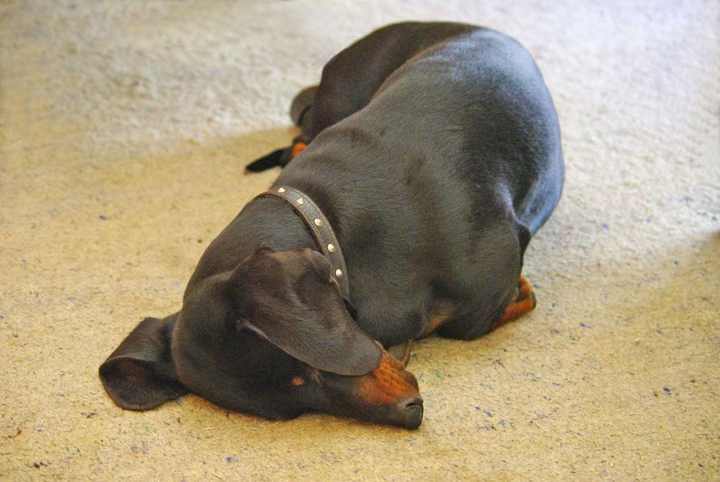 Siesta Dachshund by Joy Beckner