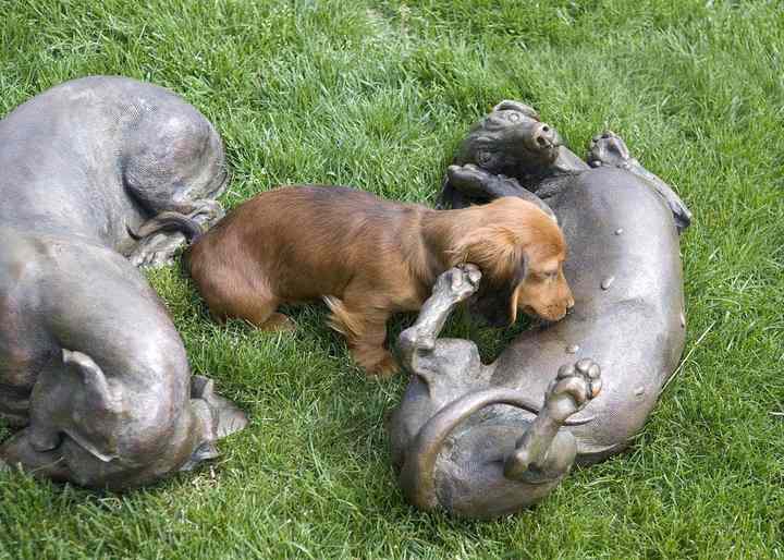 Sweet Roll life-size bronze Dachshund sculpture by Joy Beckner