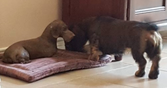 "Lord of the Couch" greeted by Fly Fly greets Lord of the Couch.