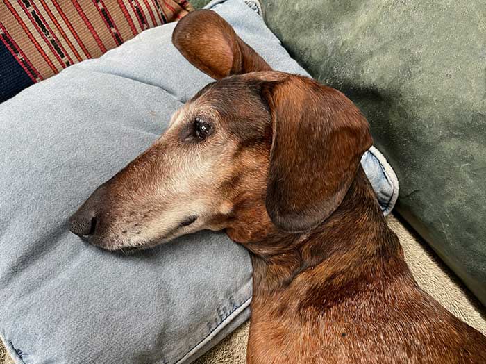 Beau - Dachshund - In Memorial