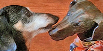 Dixie says, “So Good to See You” in Boulder, CO Dixie says, “So Good to See You” in Boulder, CO