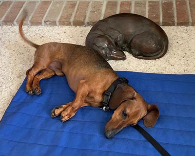 "Dreaming of Tomatoes" MS with her new friend, Baron, in Iowa "Dreaming of Tomatoes" MS with her new friend, Baron, in Iowa
