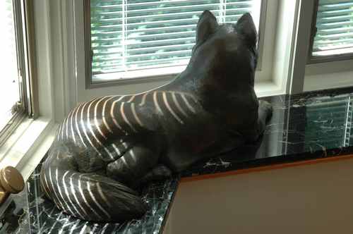 Watching. Chesterfield, MO - Gentle Cloud - bronze Akita Watching. Chesterfield, MO - Gentle Cloud - bronze Akita