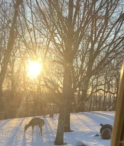 “A Squirrel’s Dream” is visited in Iowa “A Squirrel’s Dream” is visited in Iowa