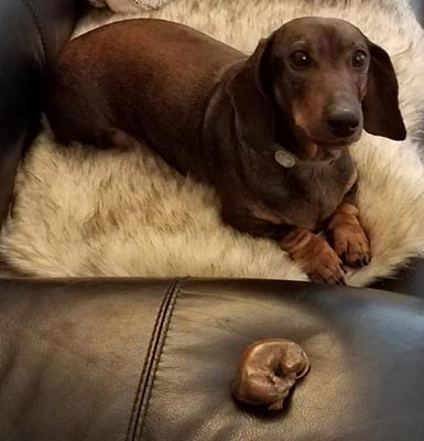 "Sweet Dreams II" resting with Copper in Wisconsin "Sweet Dreams II" resting with Copper in Wisconsin