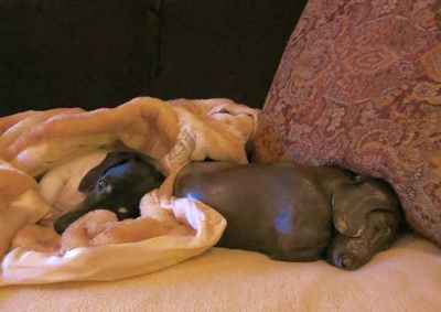 "Siesta, MS" Snuggles with Biggles in North Carolina "Siesta, MS" Snuggles with Biggles in North Carolina